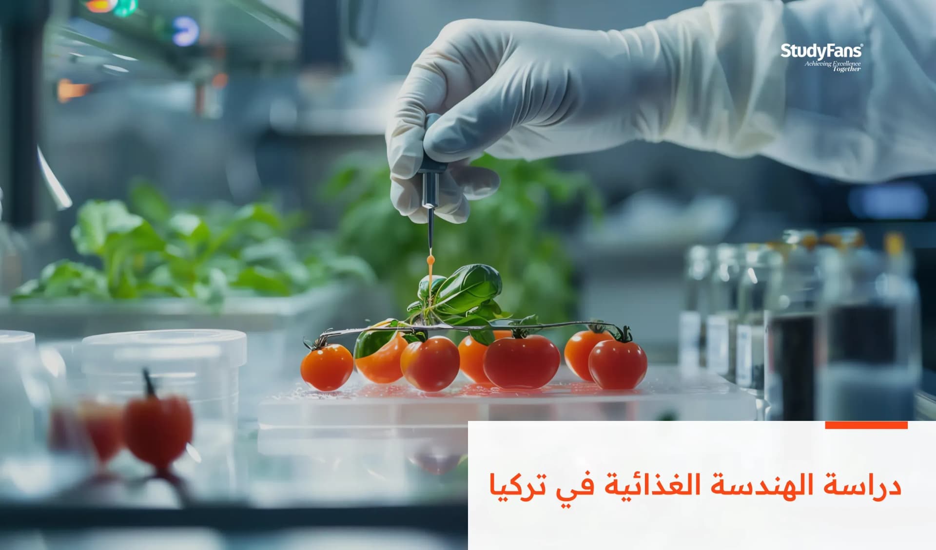 ما هو قسم الهندسة الغذائية في تركيا؟